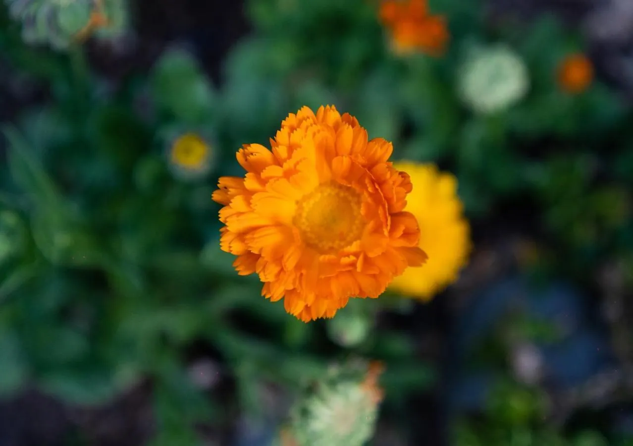 Marigold Sarovar Portico Shimla Resort